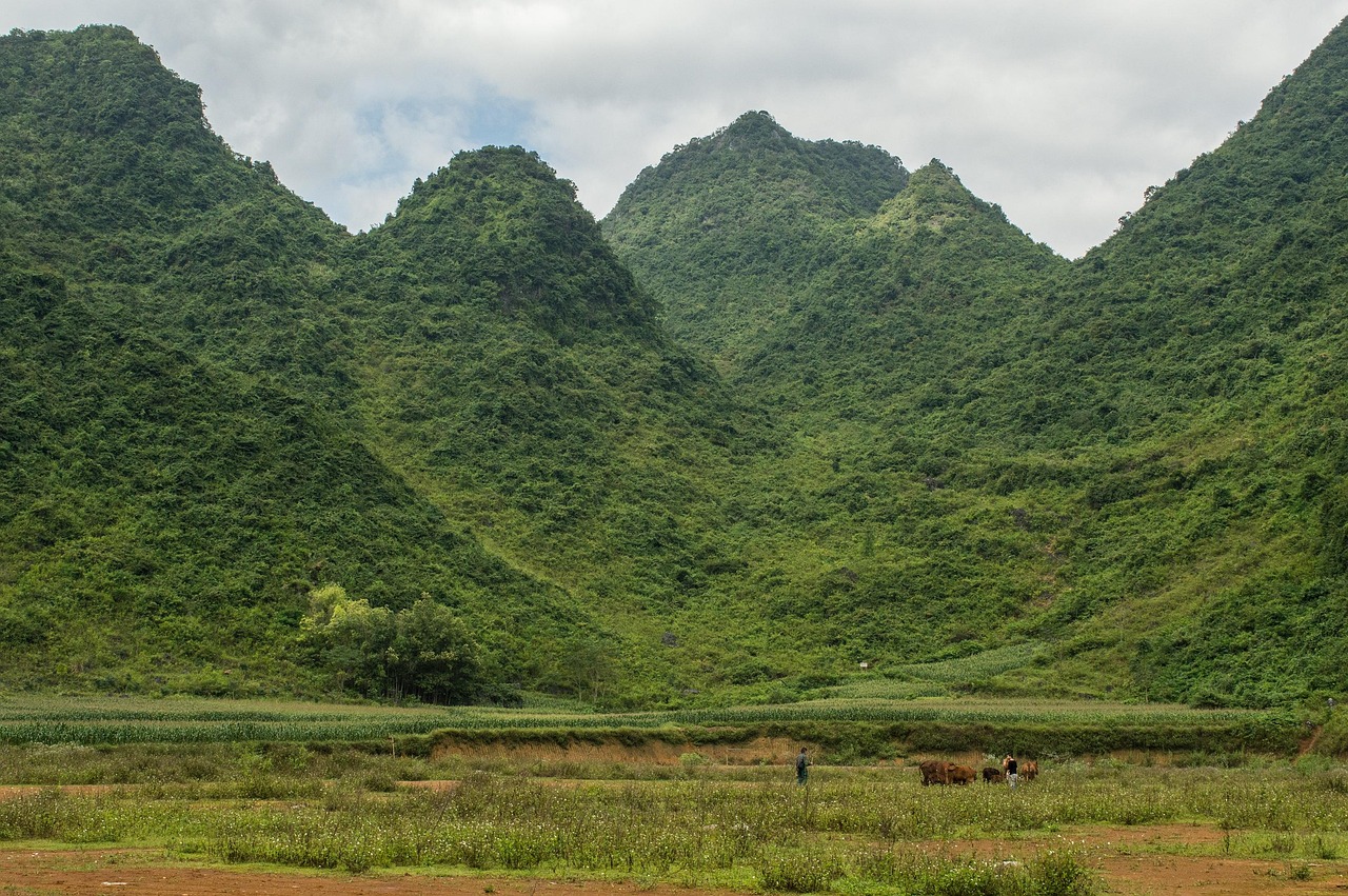 Fond de vallée cultivé encadré de pitons calcaires coniques couverts de forêt, sur la boucle de Cao Bằng