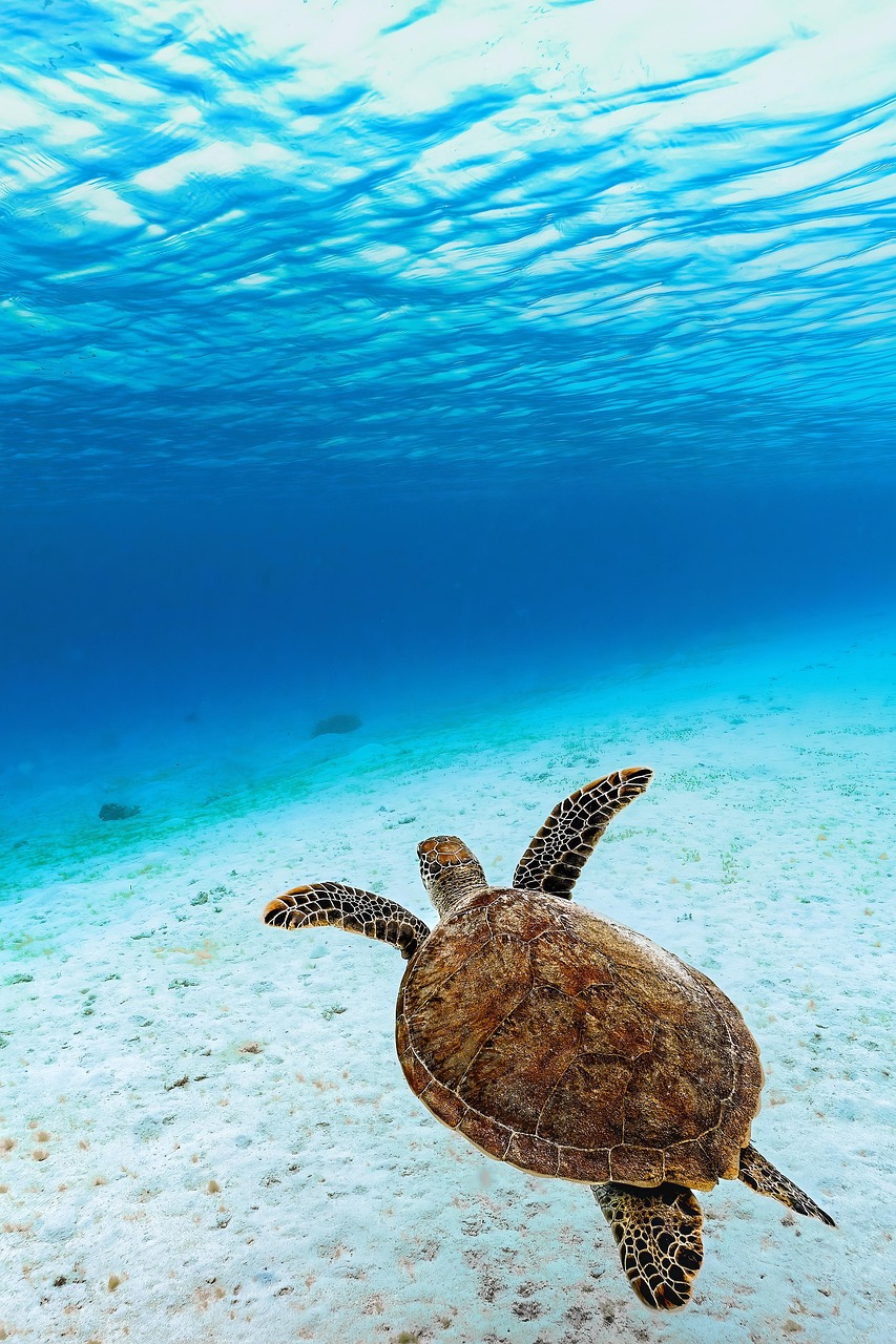 Une tortue verte (Chelonia mydas) nageant au-dessus d'un fond corallien