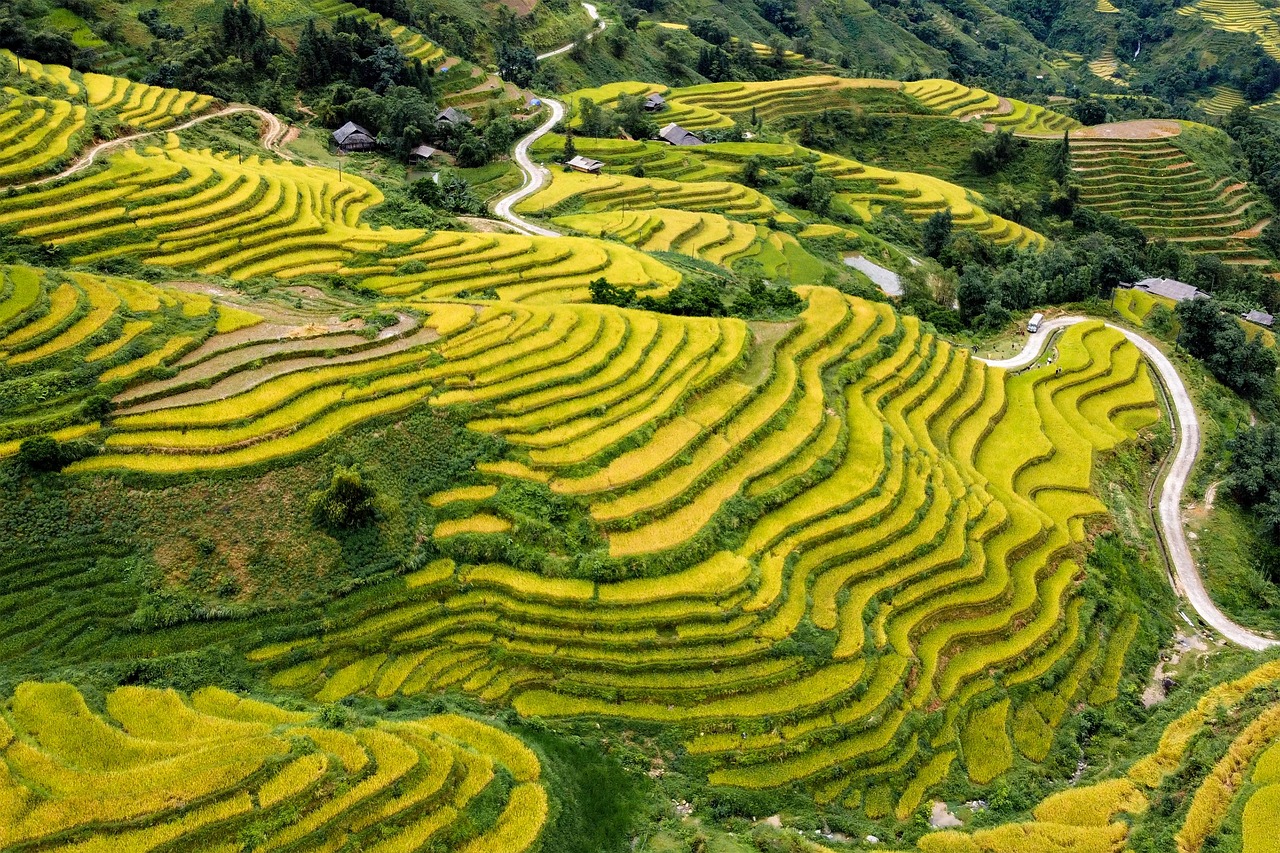 Những thửa ruộng bậc thang uốn lượn màu vàng xen xanh vào lúc lúa chín, có con đường nhỏ men theo và vài nếp nhà thôn bản, miền núi phía Bắc Việt Nam vào tháng 9