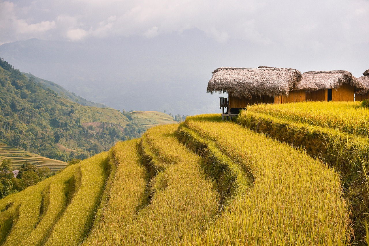 Ruộng bậc thang vàng óng chờ thu hoạch và những ngôi nhà mái tranh trên sườn núi Hà Giang