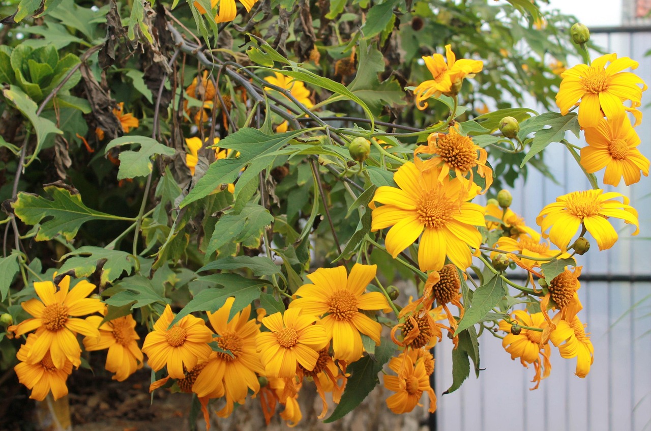 A dã quỳ bush in bloom: golden-yellow flowers with orange centres among green foliage in Đà Lạt