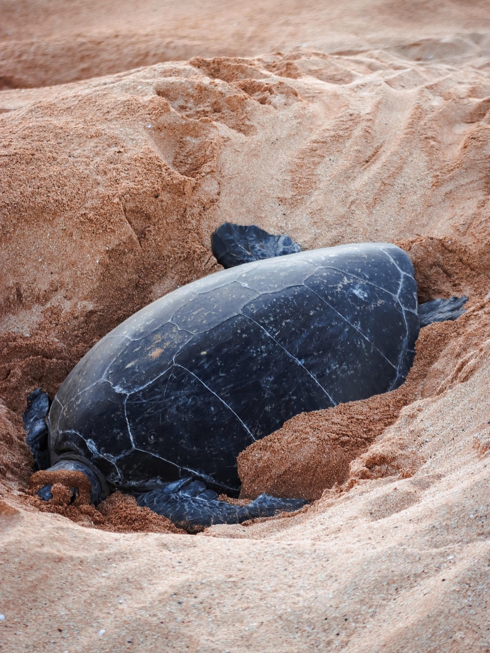 Tortue marine adulte creusant son nid dans le sable pour y pondre ses œufs