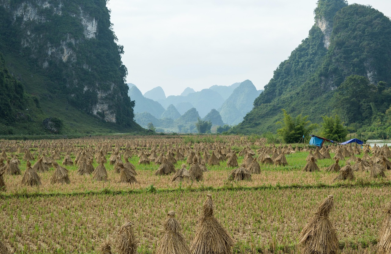 Champs de riz fraîchement moissonnés et meules de paille coniques au pied des pitons calcaires de Cao Bằng en octobre